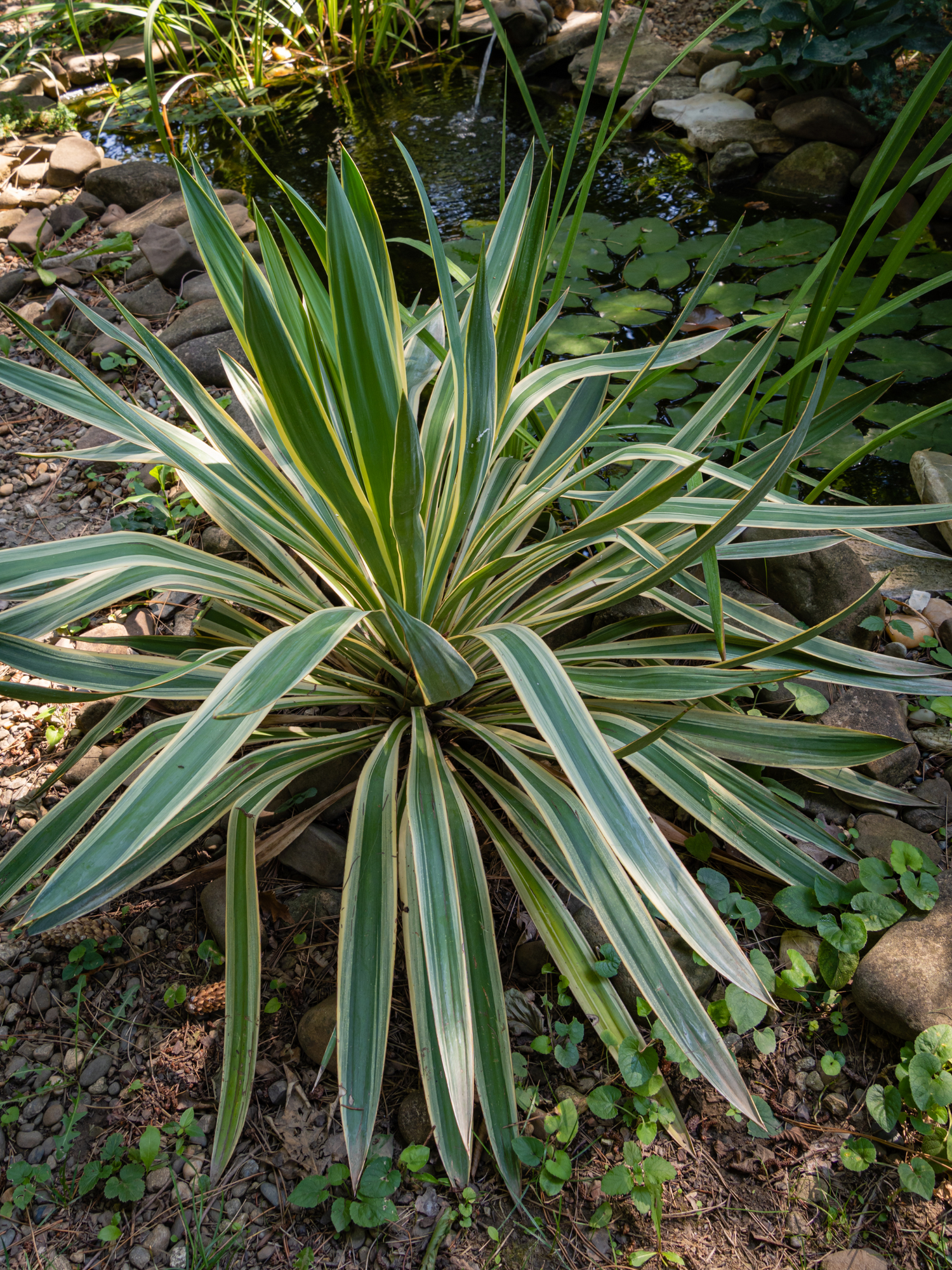 Yucca gloriosa &