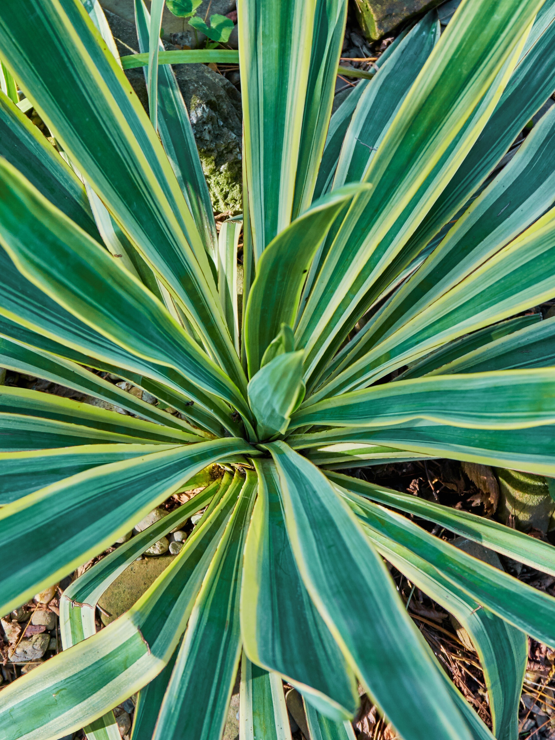 Yucca gloriosa &