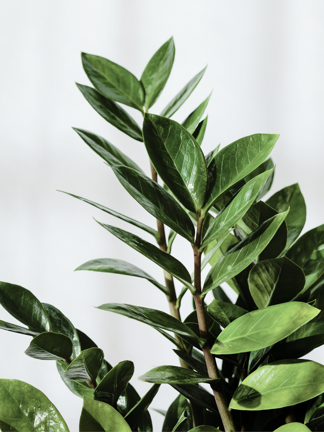 Zamioculcas zamiifolia - Glücksfeder, Smaragdpalme