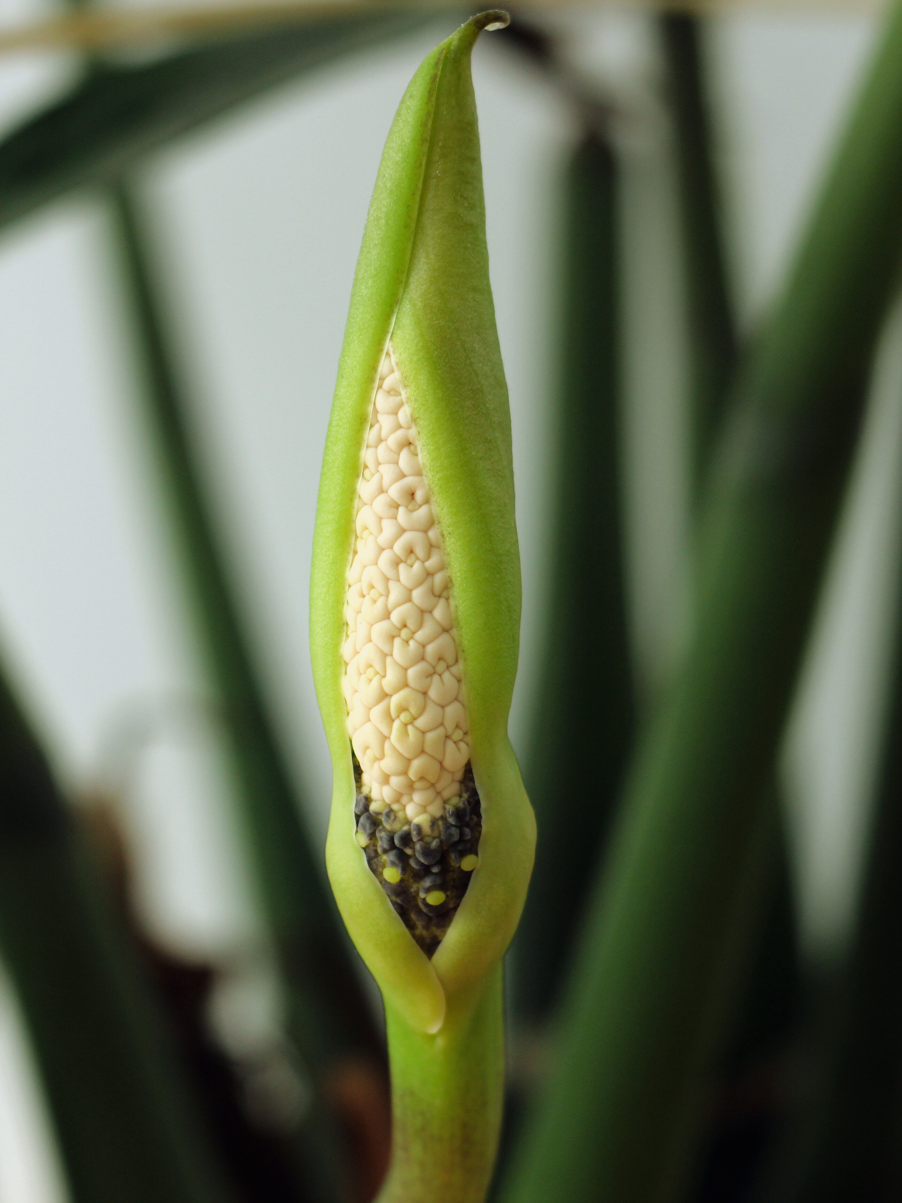 Zamioculcas zamiifolia - Glücksfeder, Smaragdpalme