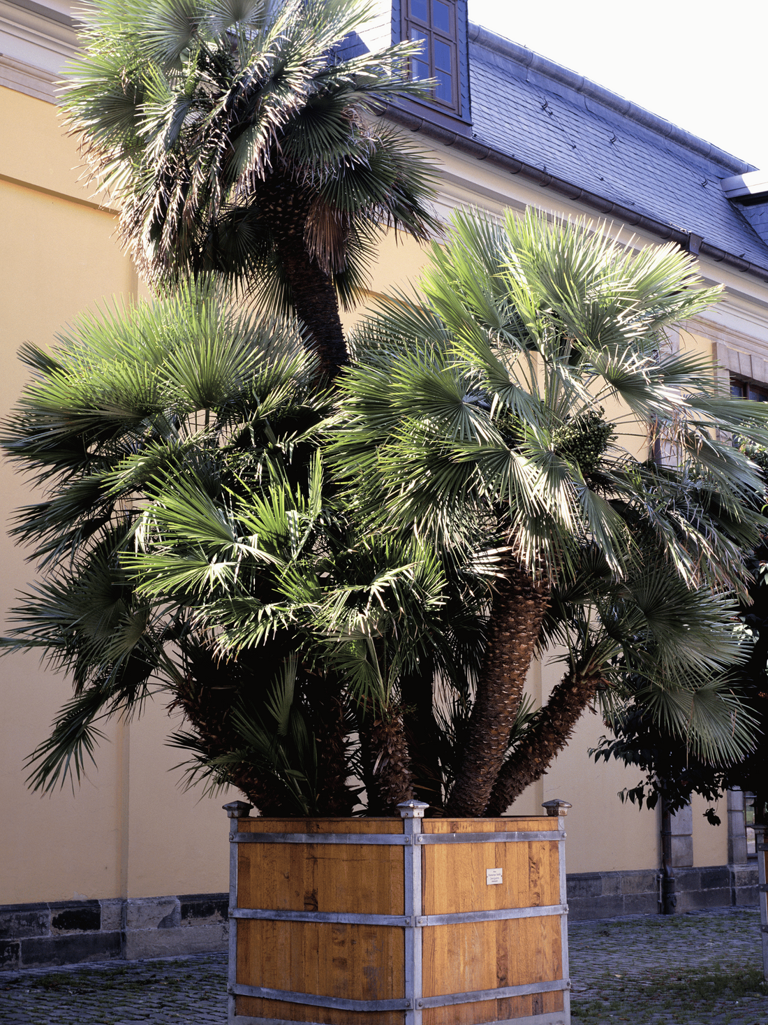 Chamaerops humilis - Europäische Zwergpalme aus Freilandzucht