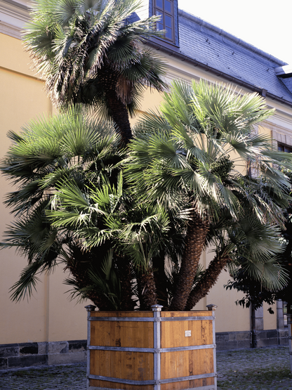 Chamaerops humilis - Europäische Zwergpalme aus Freilandzucht