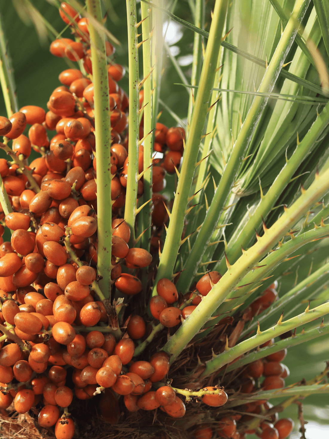 Chamaerops humilis - Europäische Zwergpalme aus Freilandzucht