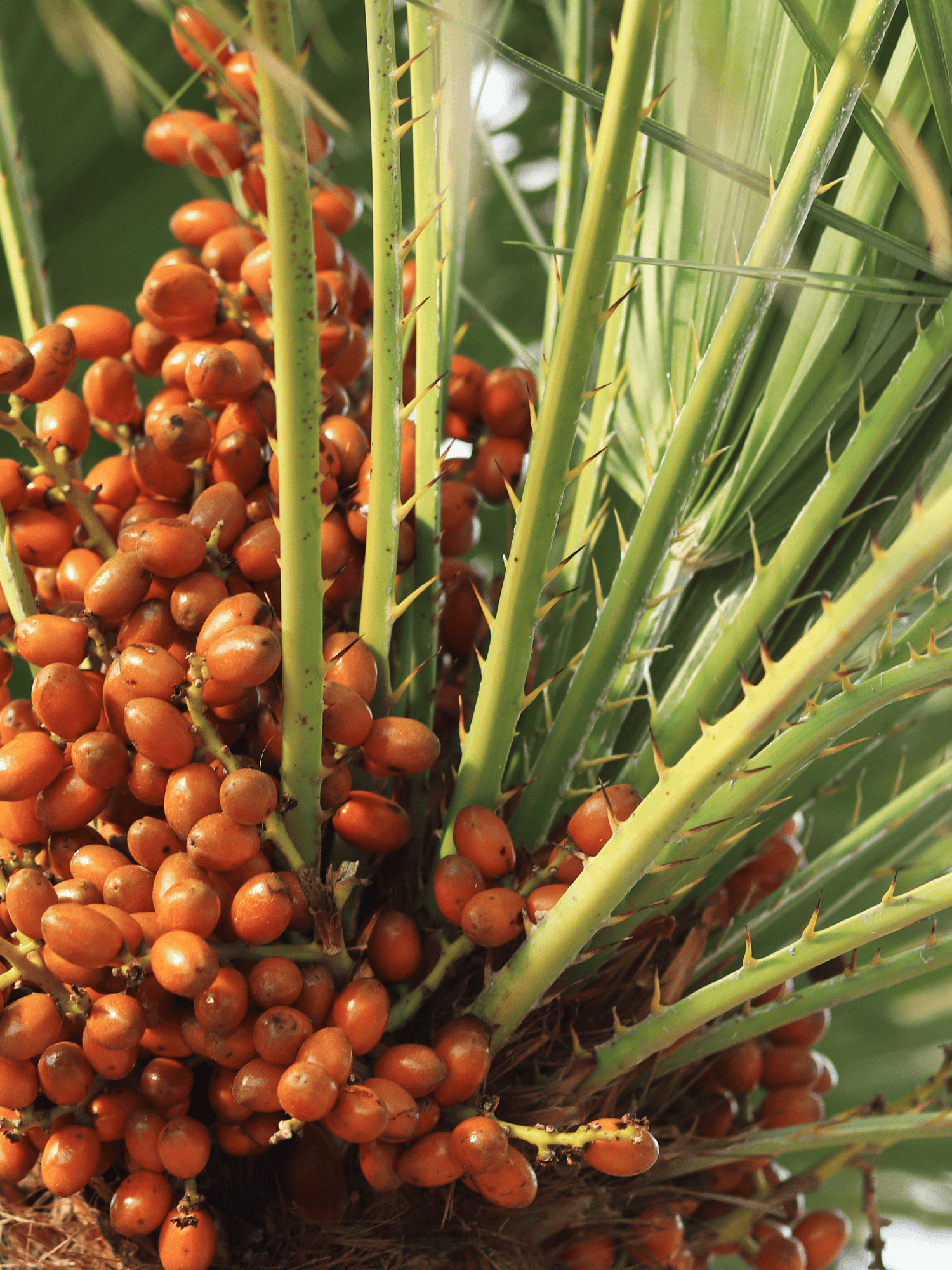 Chamaerops humilis - Europäische Zwergpalme aus Freilandzucht