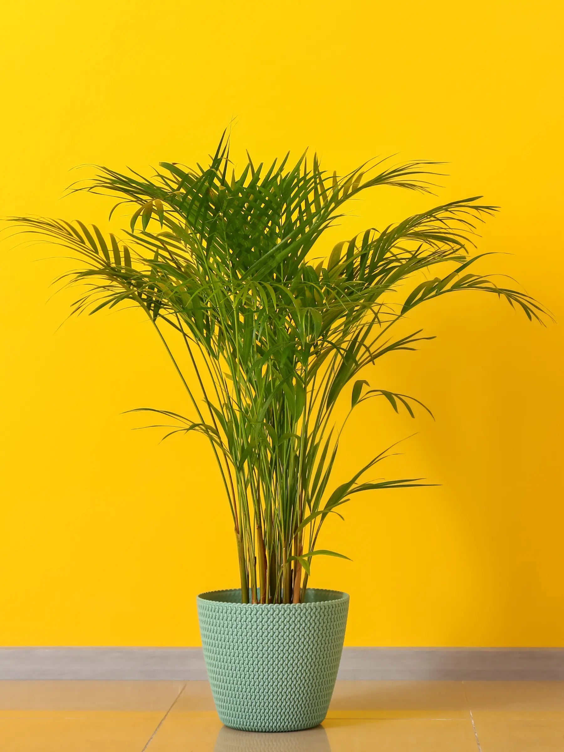 Dypsis lutescens - Areca-, Goldfruchtpalme - Image 