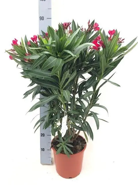 Nerium Oleander - Rosenlorbeer - Image 