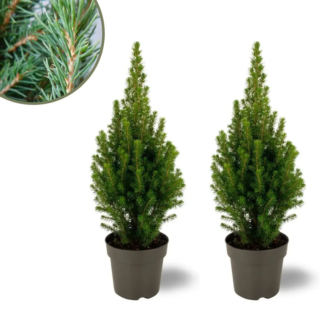 Picea glauca &