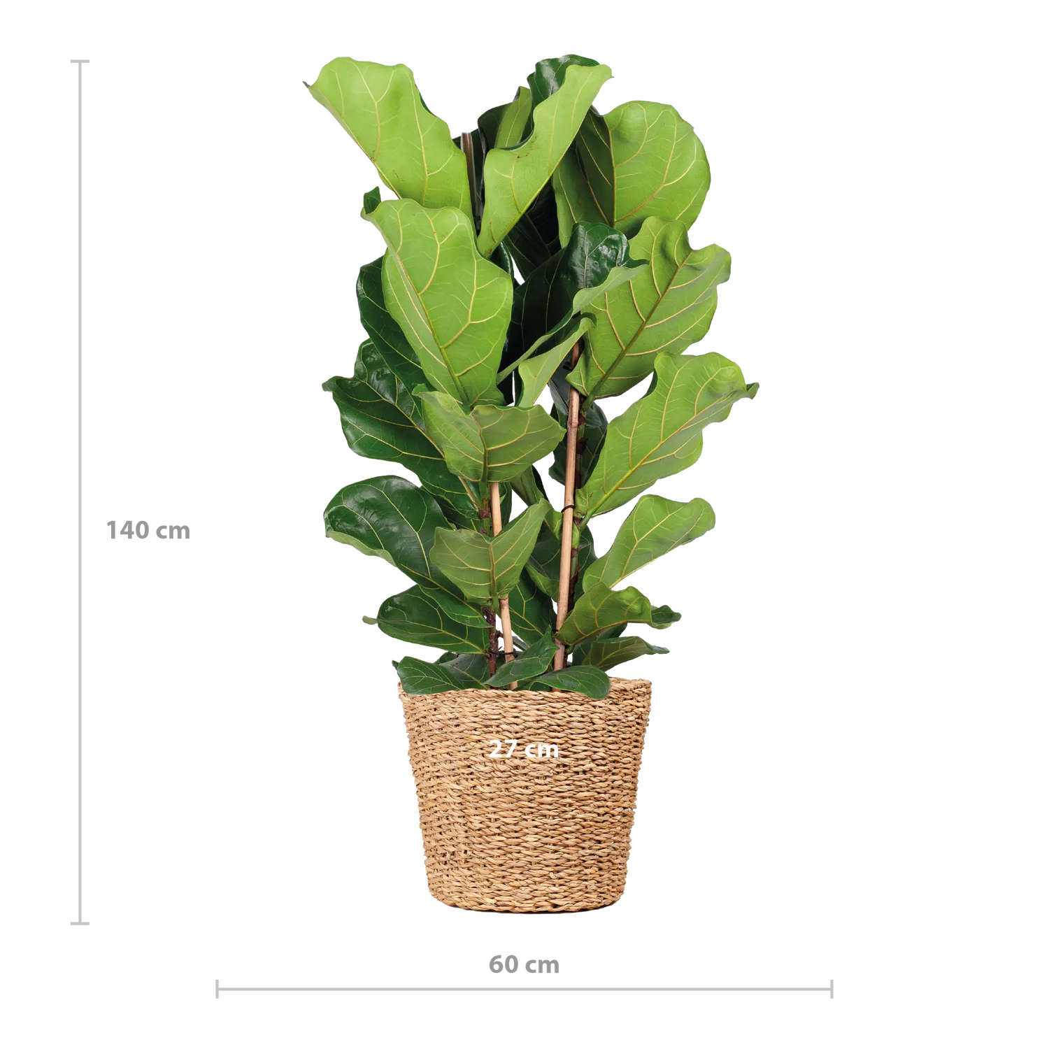 Ficus lyrata - Geigenfeige - Image 