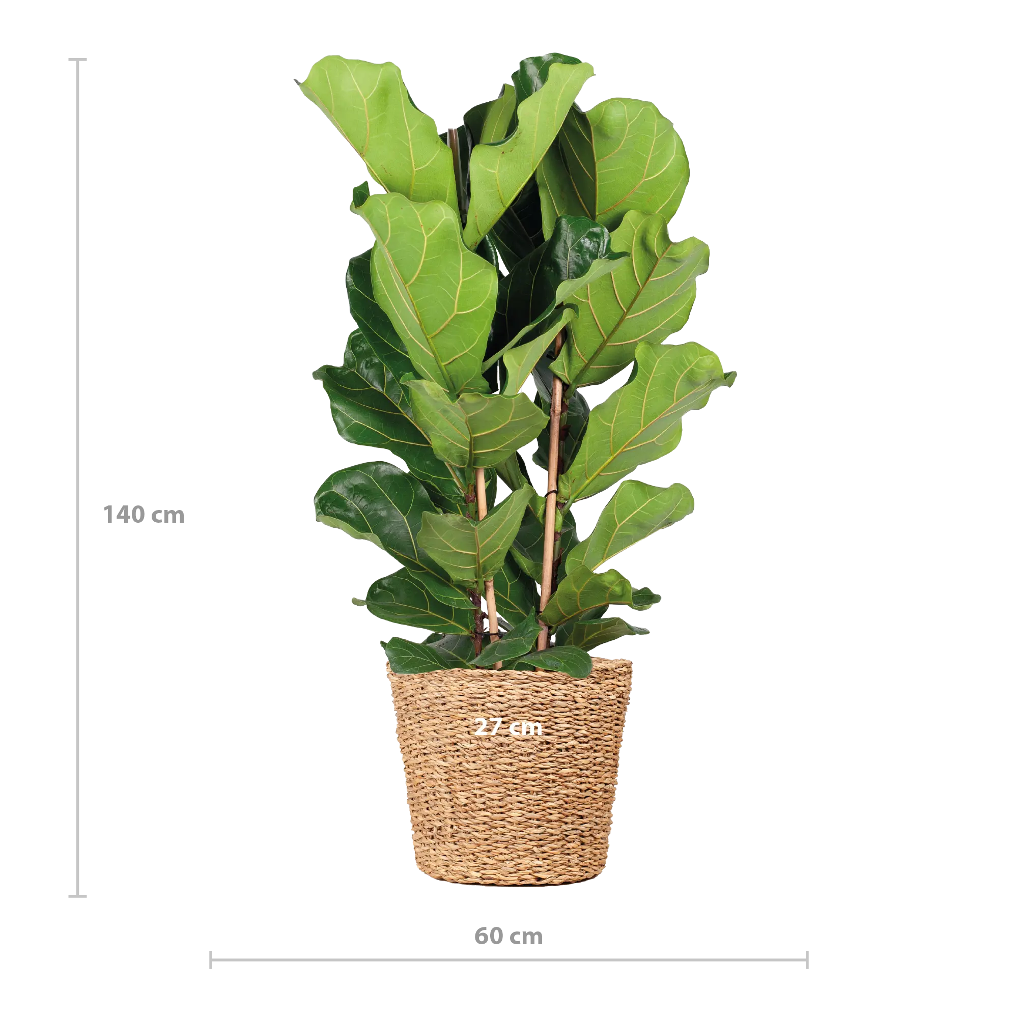 Ficus lyrata - Geigenfeige - Image 