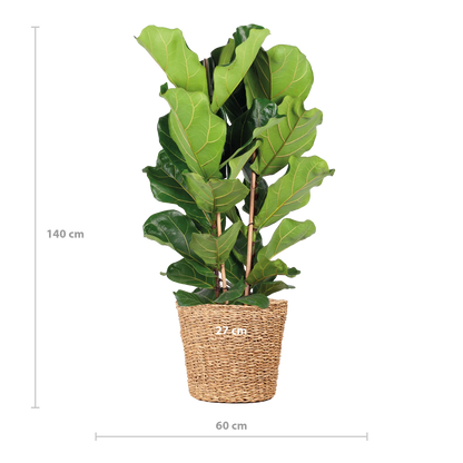 Ficus lyrata - Geigenfeige - Image 