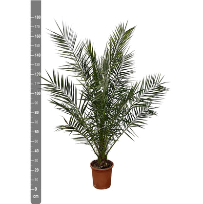 Phoenix Canariensis - Kanarische Dattelpalme - Image 