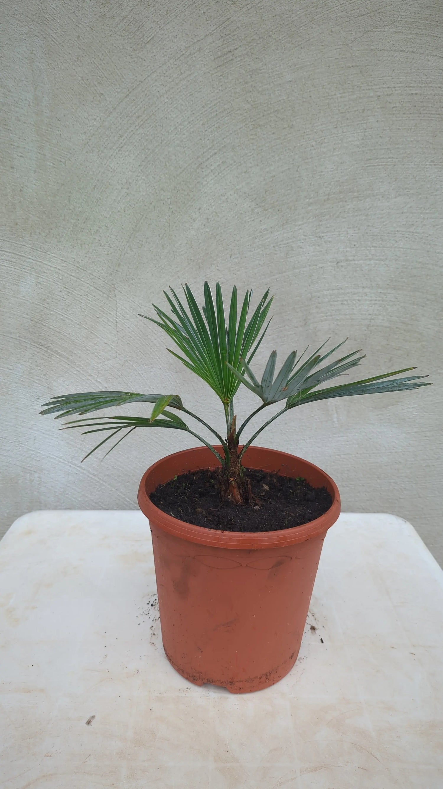 Trachycarpus princeps - Marmorhanfpalme - Image 