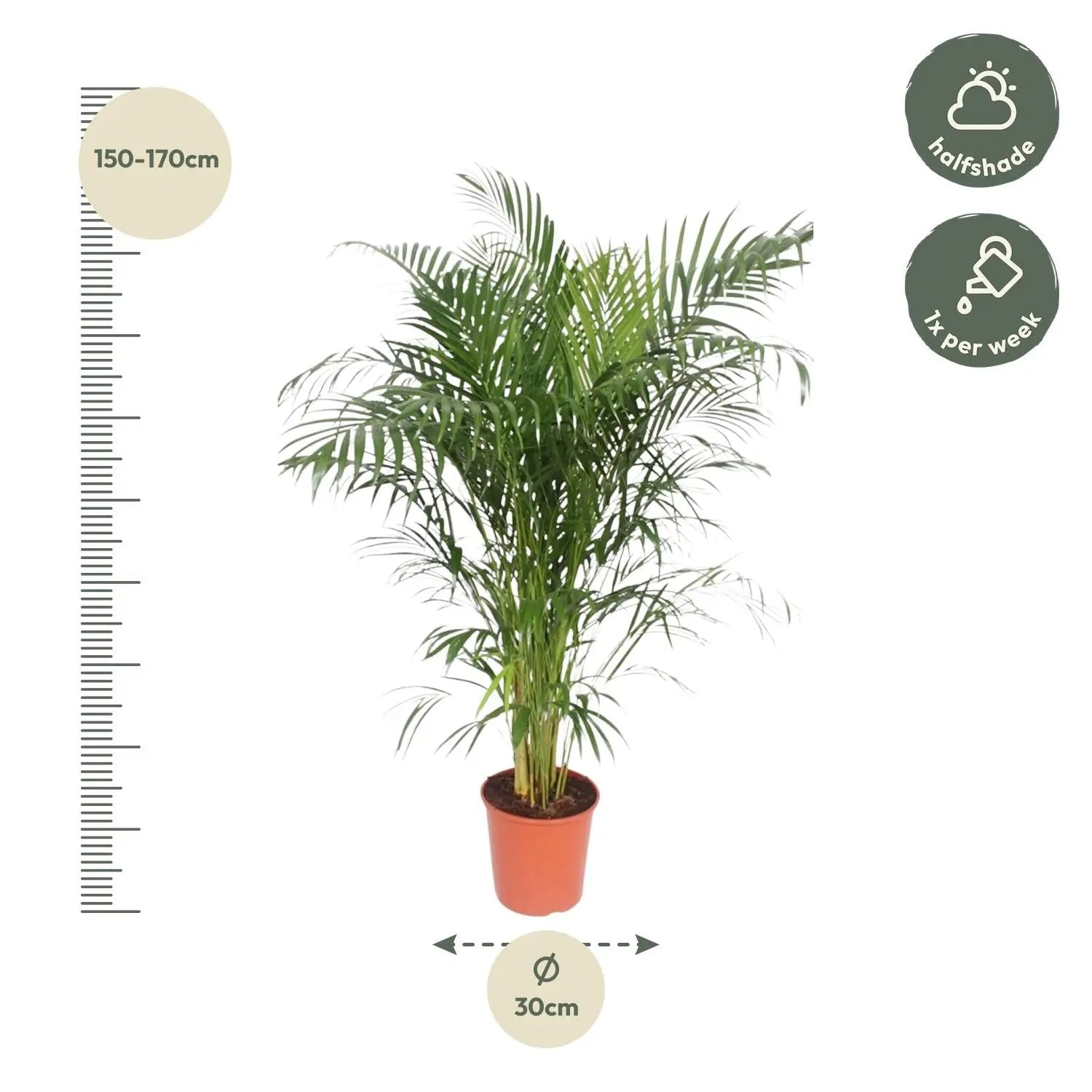 Dypsis lutescens - Areca-, Goldfruchtpalme - Image 