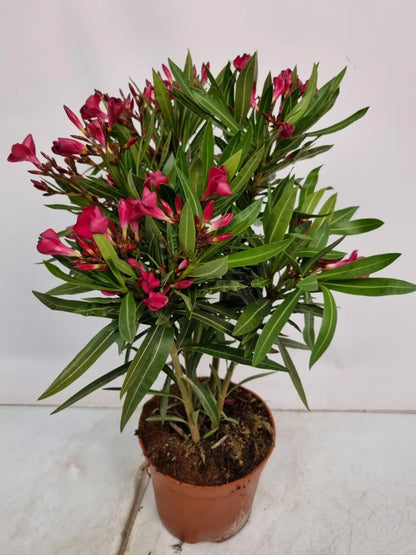 Nerium Oleander - Rosenlorbeer - Image 