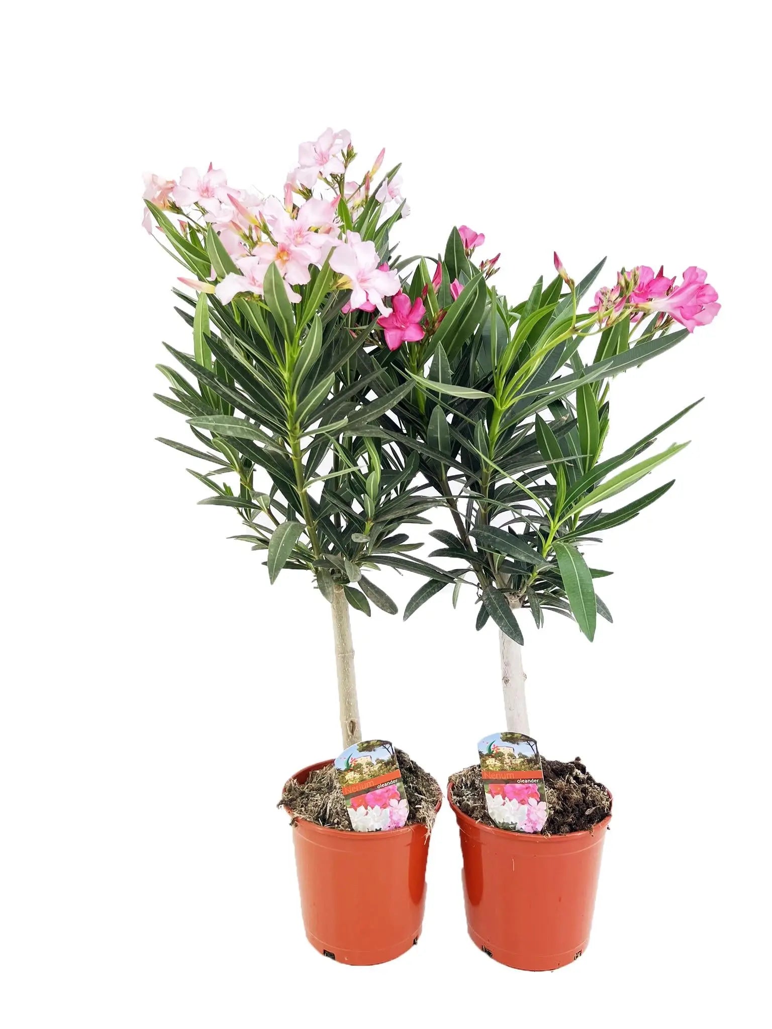 Nerium Oleander - Rosenlorbeer - Image 