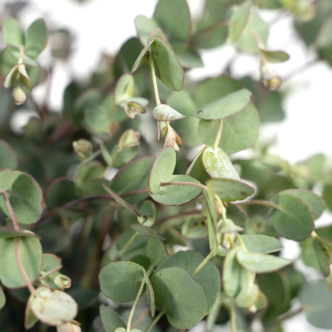Eucalyptus gunnii - Mostgummi-Eukalyptusbusch (↨45cm・⌀17cm) - Image 