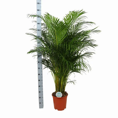 Dypsis lutescens - Areca-, Goldfruchtpalme - Image 