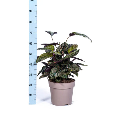 Calathea - Korbmarante - Image 