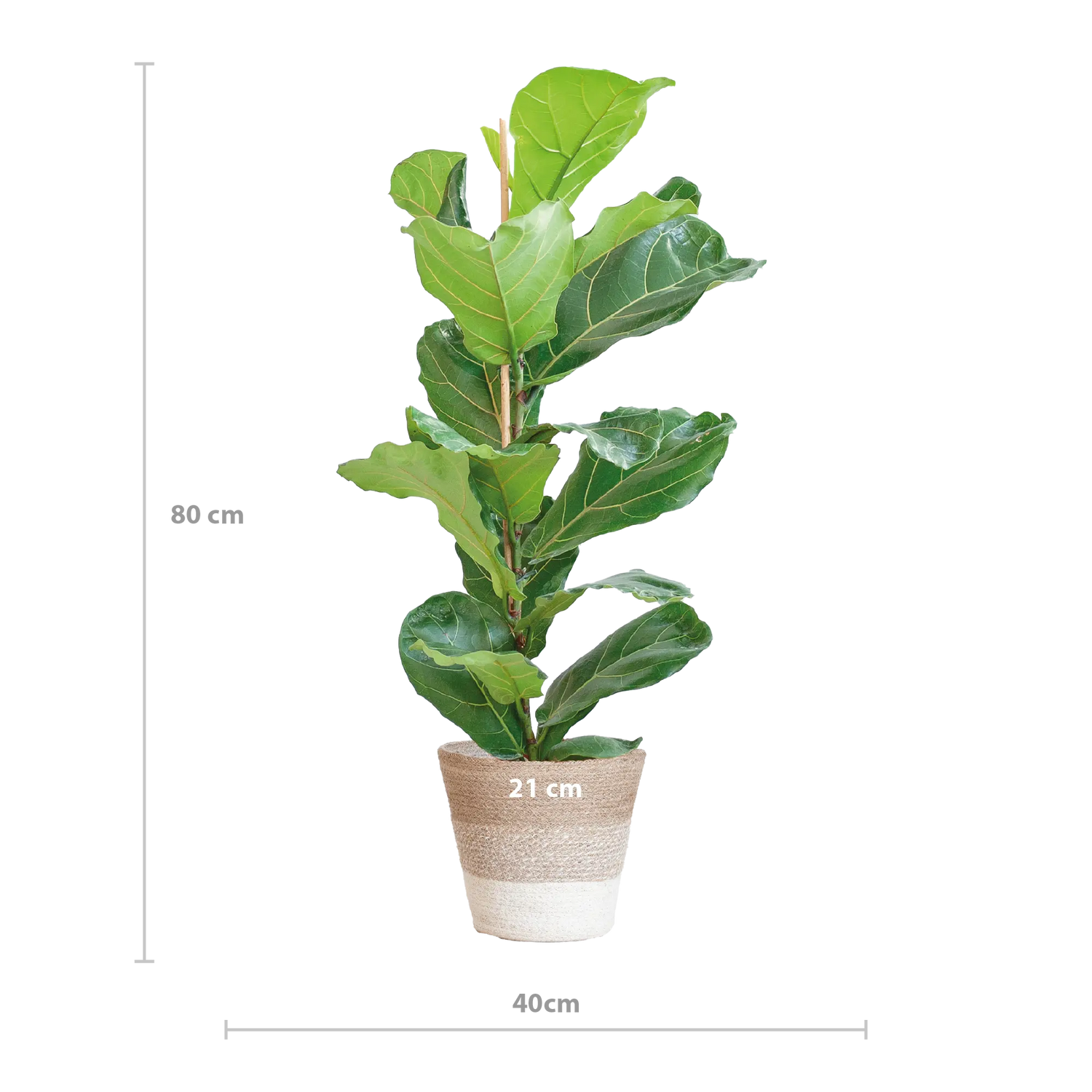 Ficus lyrata - Geigenfeige - Image 