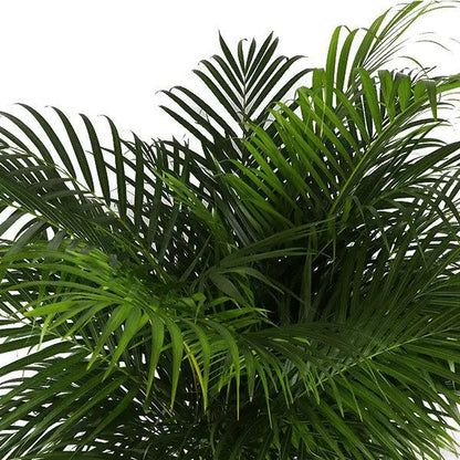 Howea forsteriana - Kentiapalme - Image 