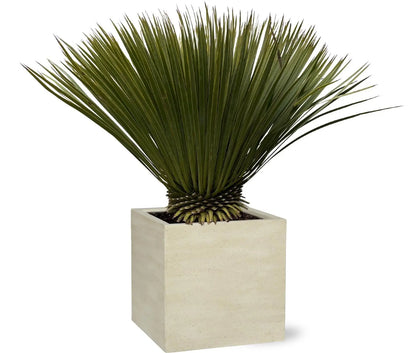 Yucca rostrata - Blaublättrige Palmlilie (↕90cm・⌀30cm) - Image 