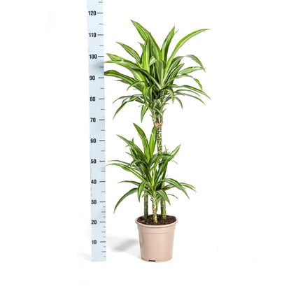 Dracaena deremensis - Drachenbaum - Image 