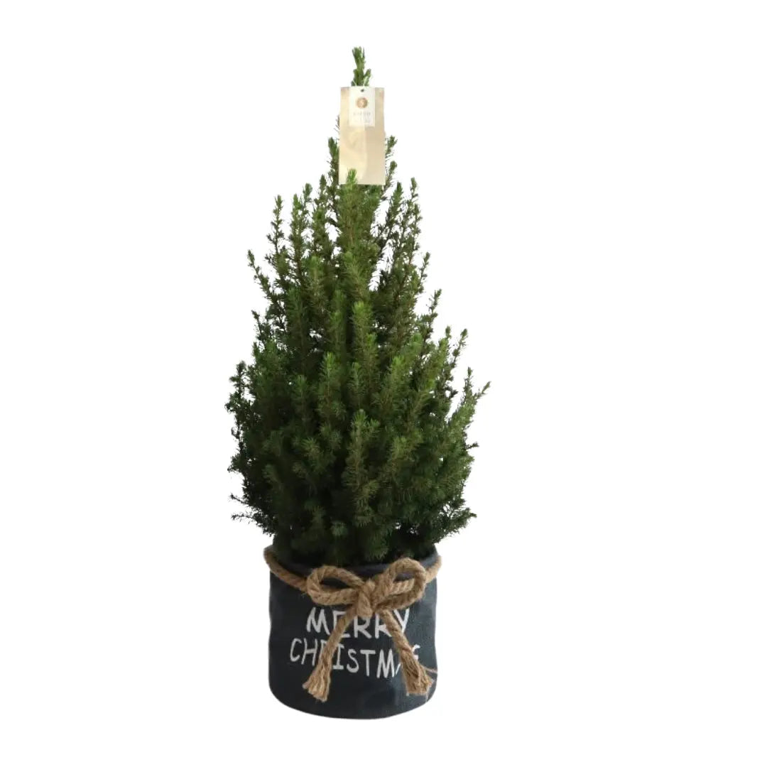 Picea glauca &