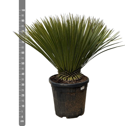 Yucca rostrata - Blaublättrige Palmlilie (↕90cm・⌀30cm) - Image 