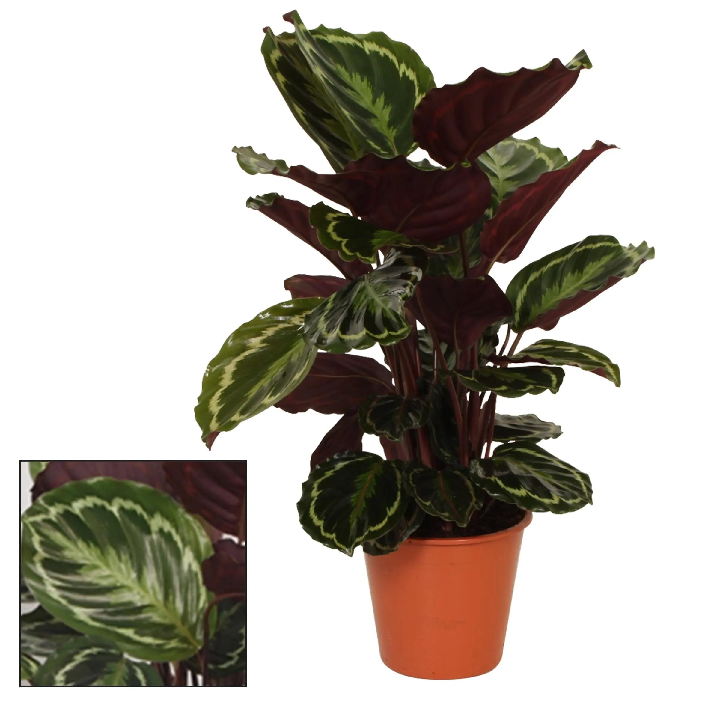 Calathea - Korbmarante - Image 