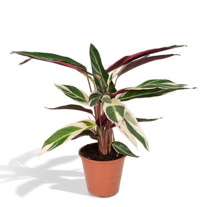 Calathea - Korbmarante - Image 