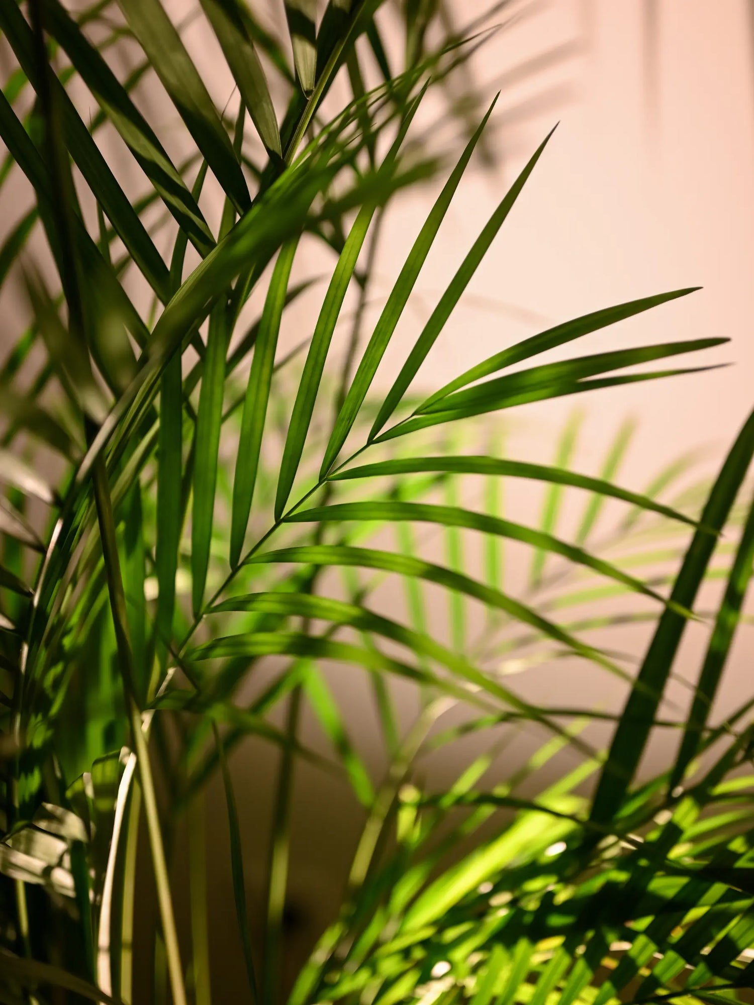 Dypsis lutescens - Areca-, Goldfruchtpalme - Image 