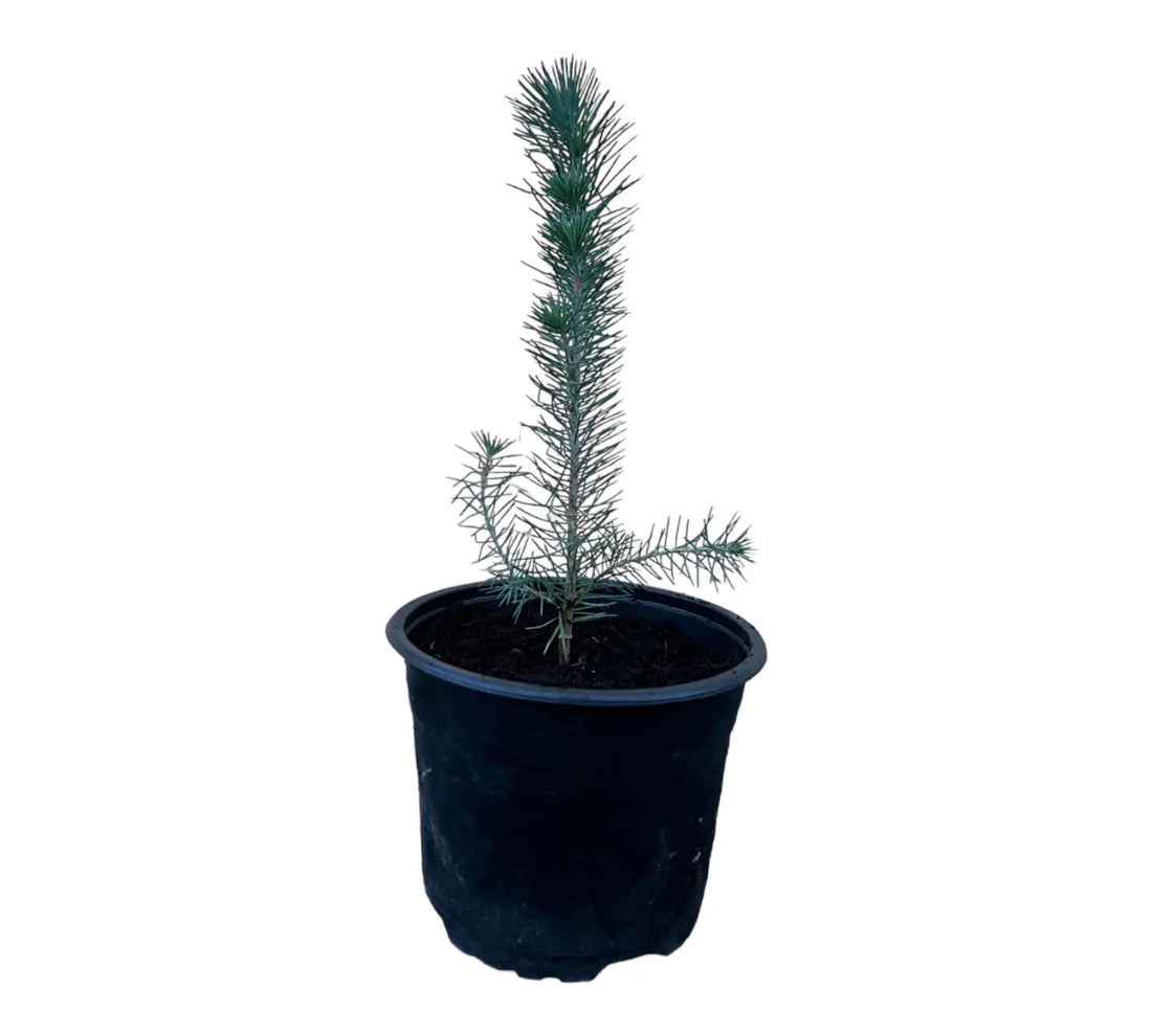 Pinus pinea  - Pinie Mittelmeerkiefer - Image 