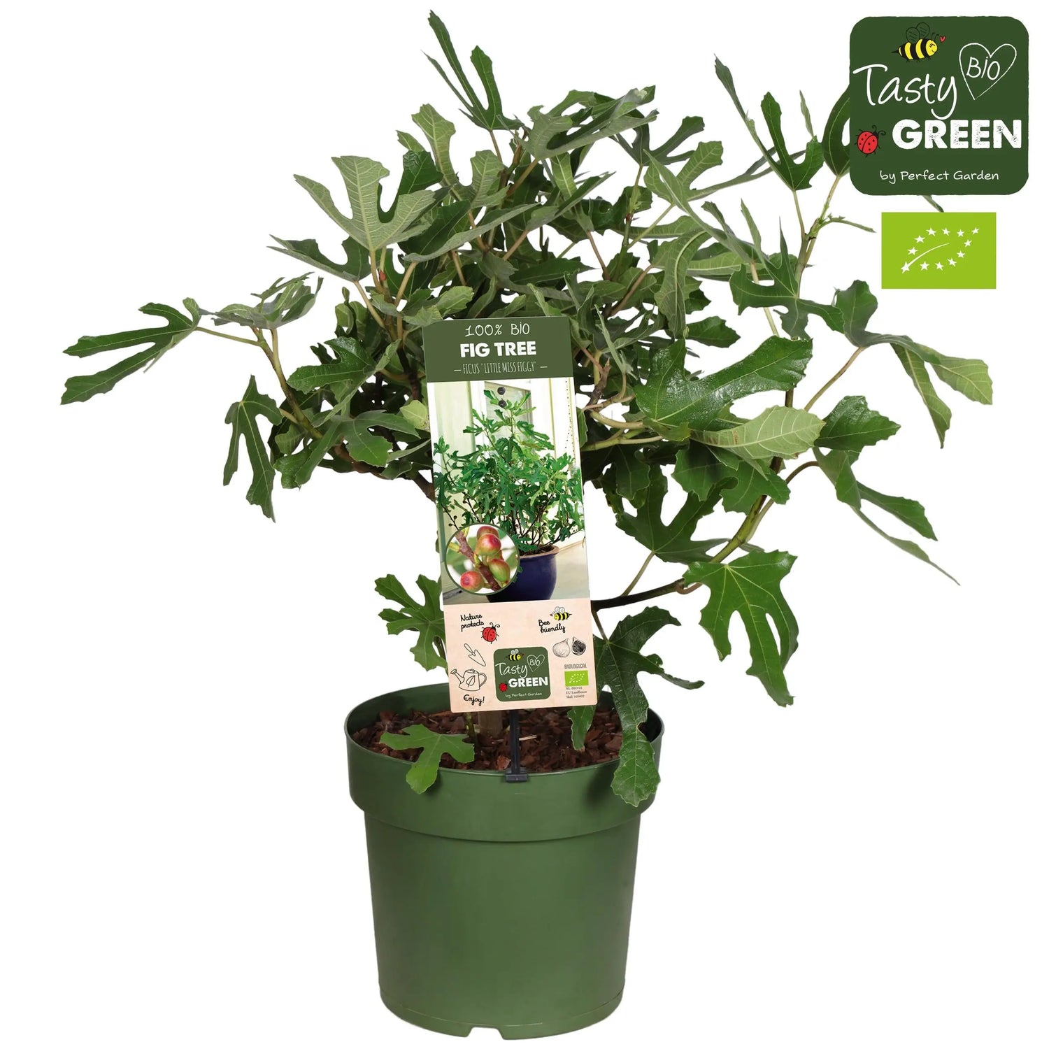 Ficus carica - Winterharte Echte Feige - Image 