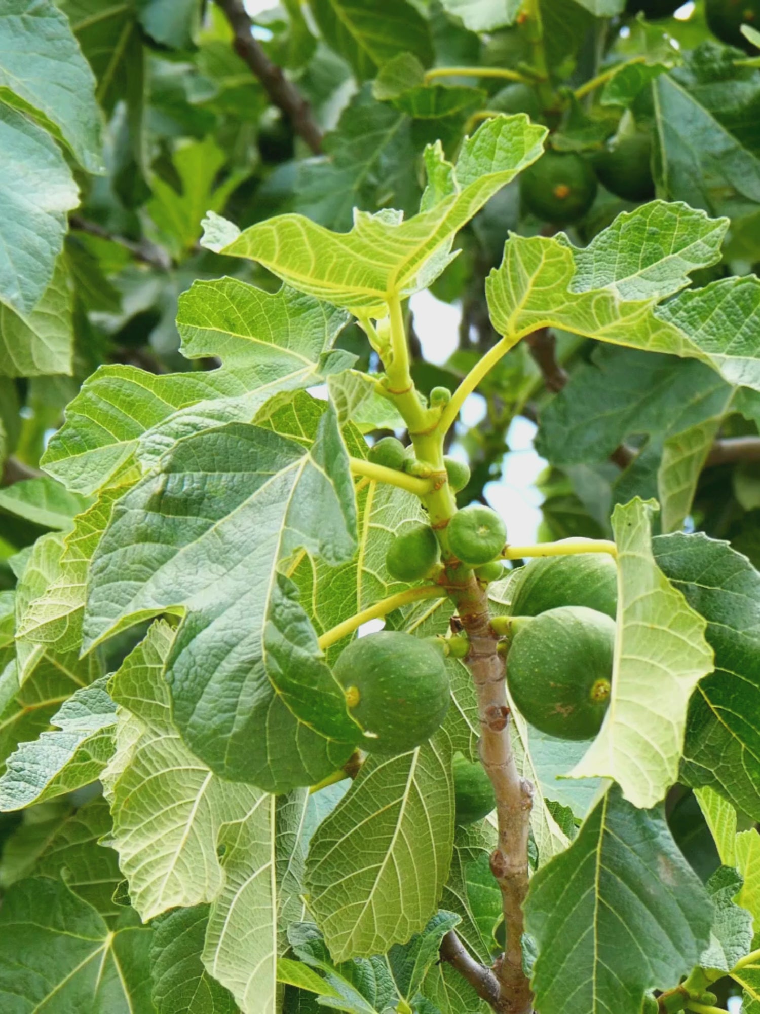 Ficus carica - Winterharte Echte Feige