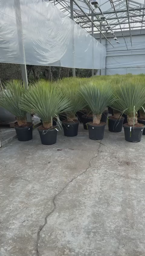 Yucca rostrata - Blaublättrige Palmlilie