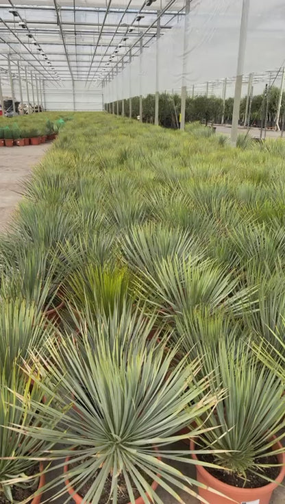 Yucca rostrata - Blaublättrige Palmlilie