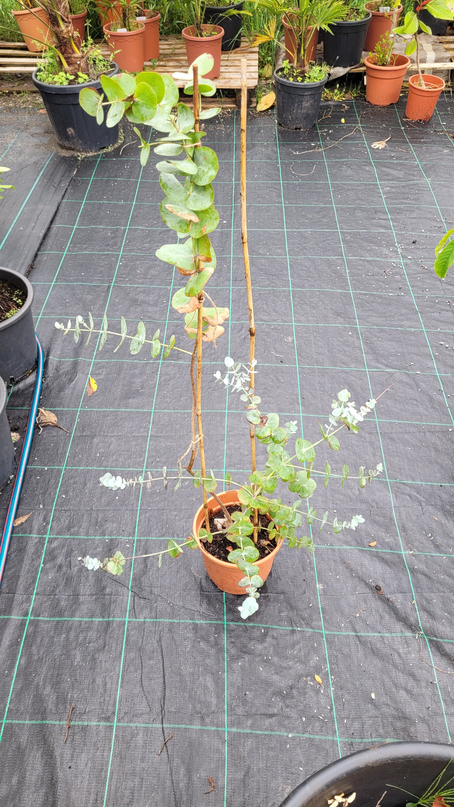 Eucalyptus gunnii &