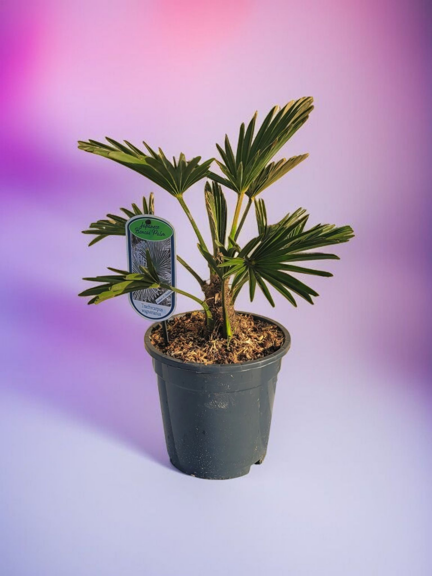 Trachycarpus wagnerianus - Wagner Hanfpalme aus Freilandzucht