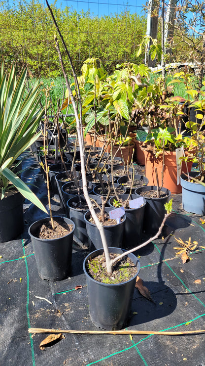 Ficus carica &