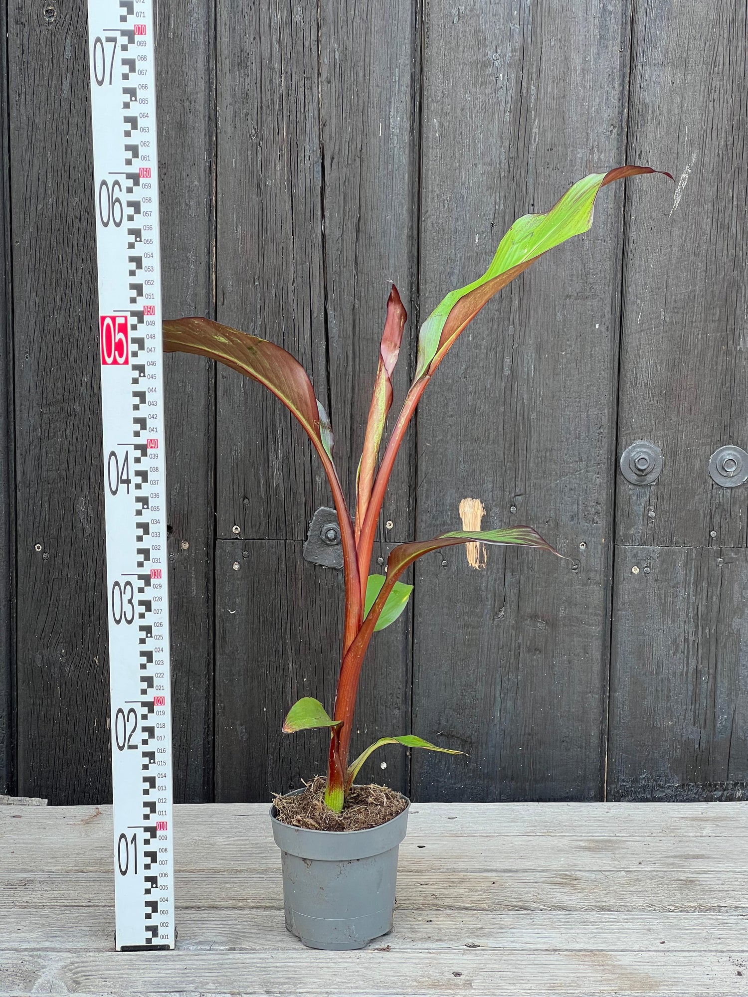 Ensete ventricosum &