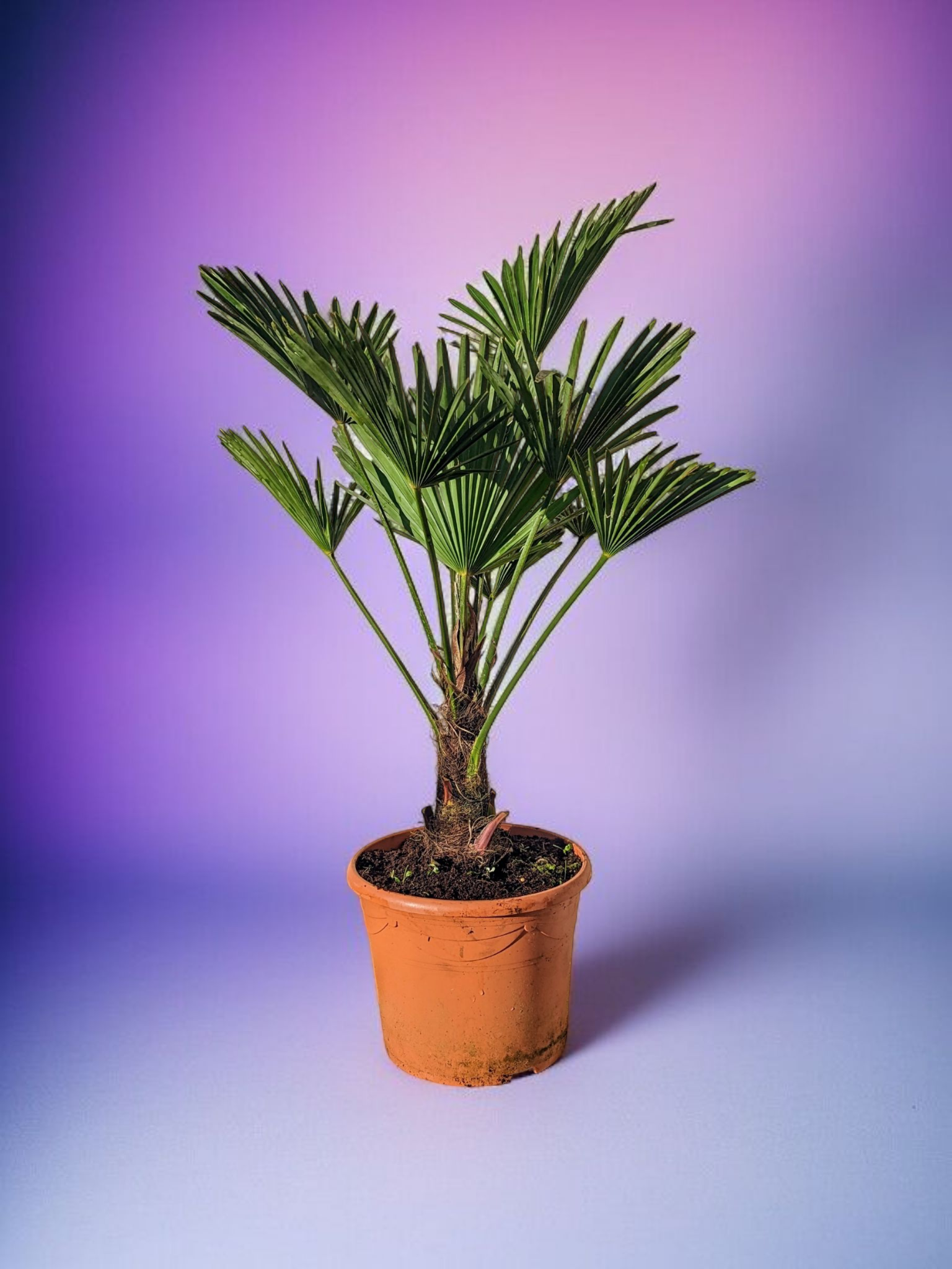 Trachycarpus wagnerianus - Wagner Hanfpalme aus Freilandzucht