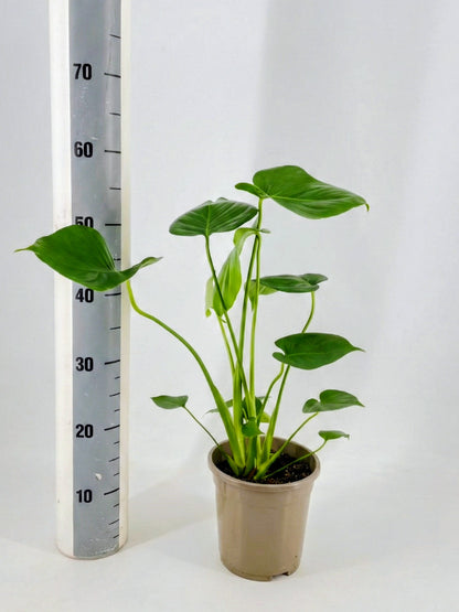 Monstera Deliciosa - Fensterblatt