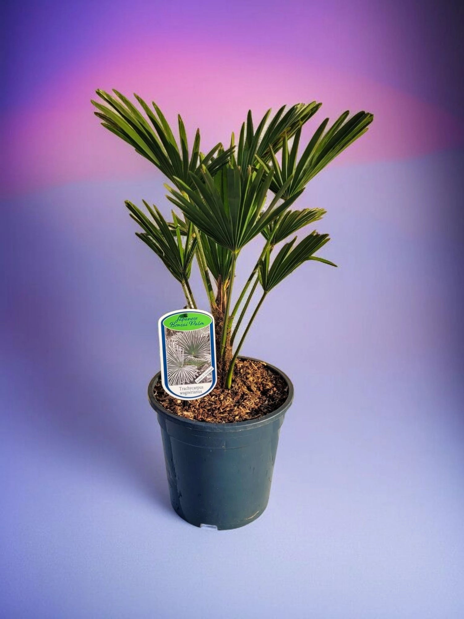 Trachycarpus wagnerianus - Wagner Hanfpalme aus Freilandzucht