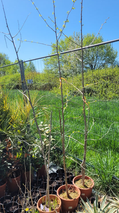 Ginkgo biloba - Ginkgo, Fächerblattbaum