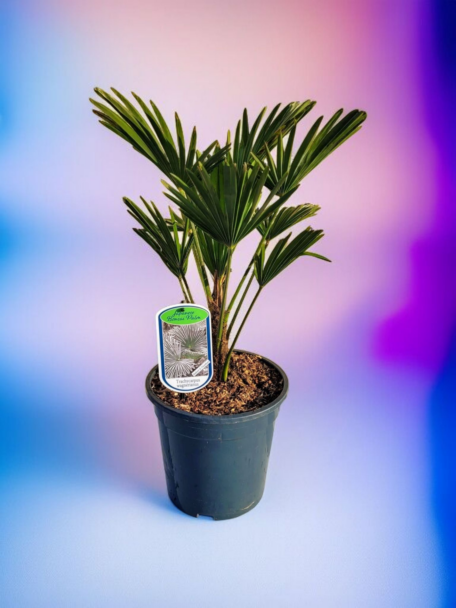 Trachycarpus wagnerianus - Wagner Hanfpalme aus Freilandzucht