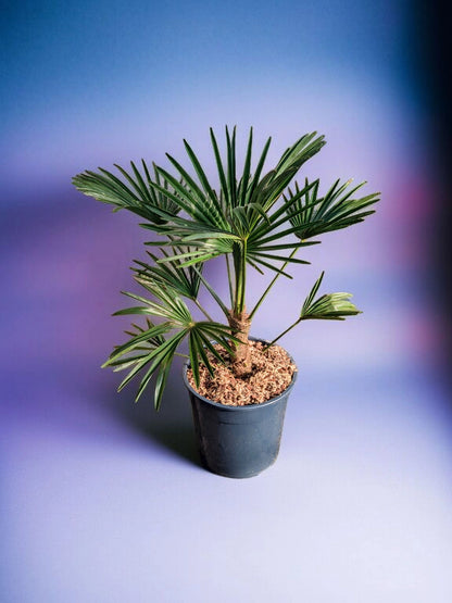 Trachycarpus wagnerianus - Wagner Hanfpalme aus Freilandzucht