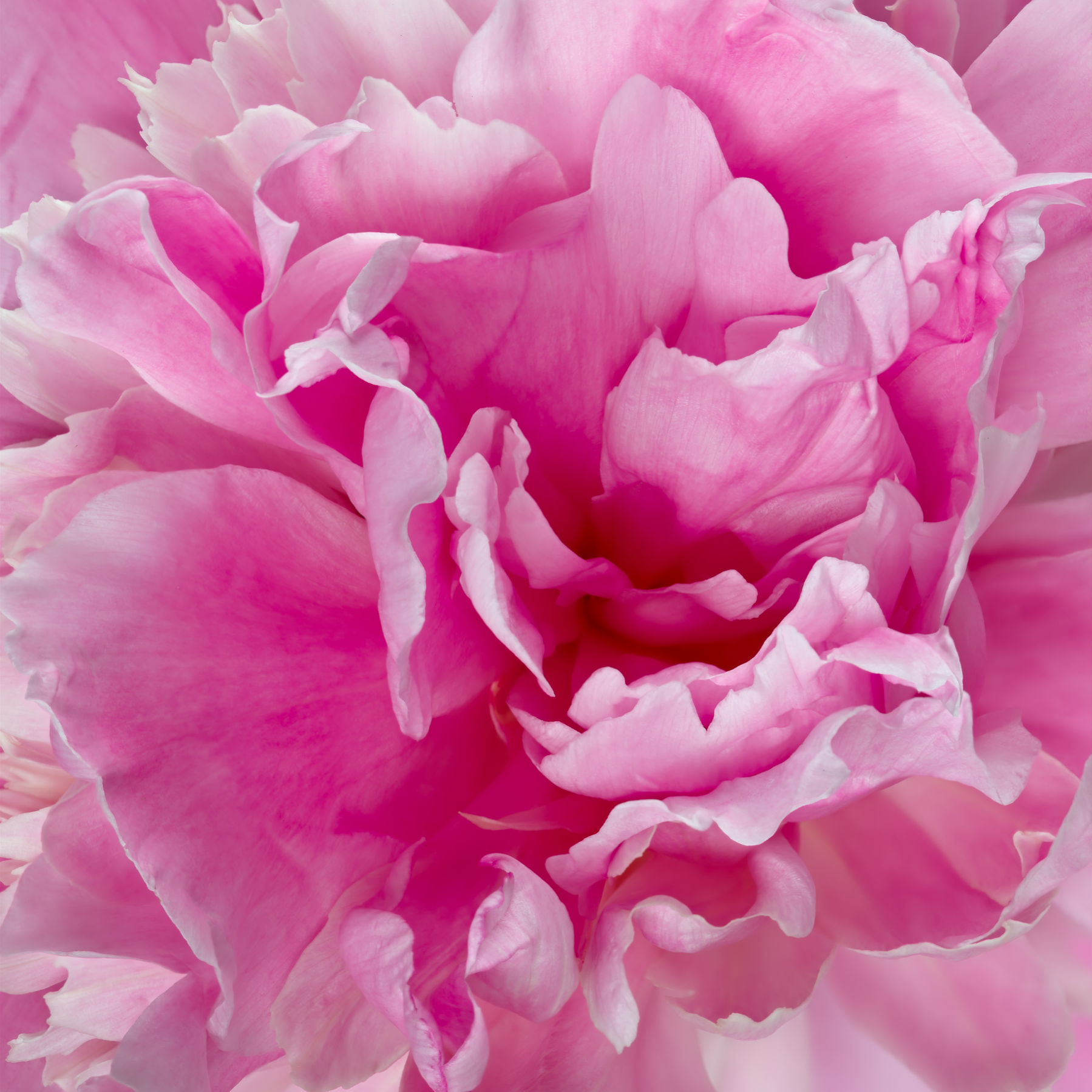 Paeonia Lactiflora - Edel-Pfingstrose, Chinesische Pfingstrose