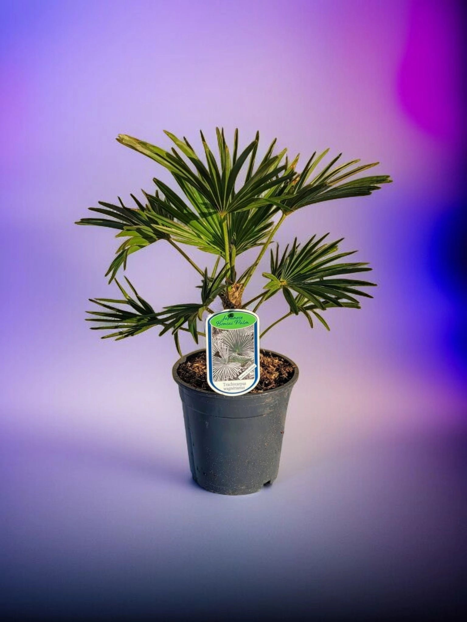 Trachycarpus wagnerianus - Wagner Hanfpalme aus Freilandzucht