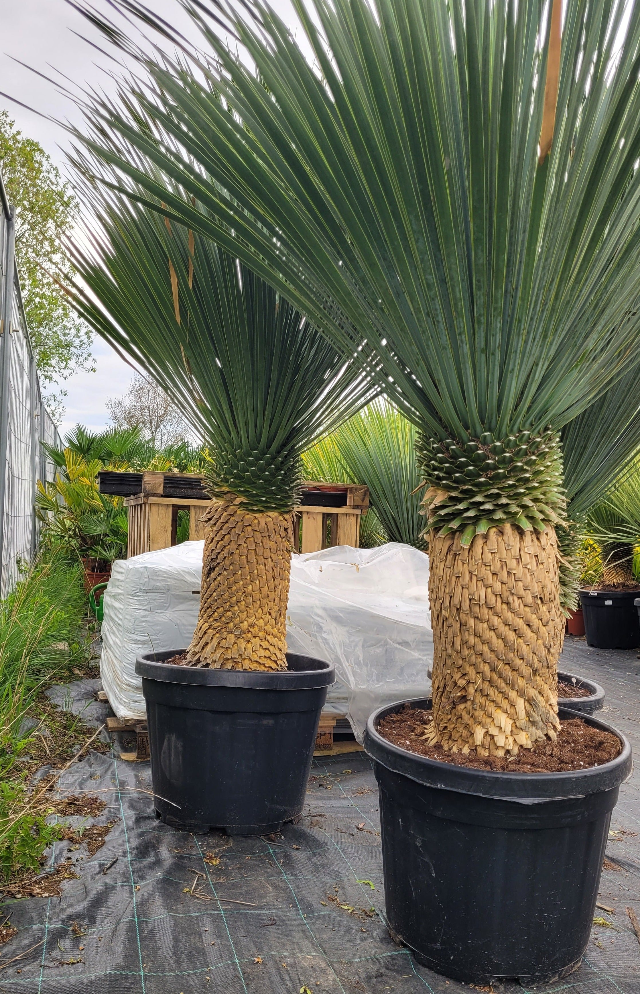 Yucca rostrata - Blaublättrige Palmlilie aus Freilandzucht