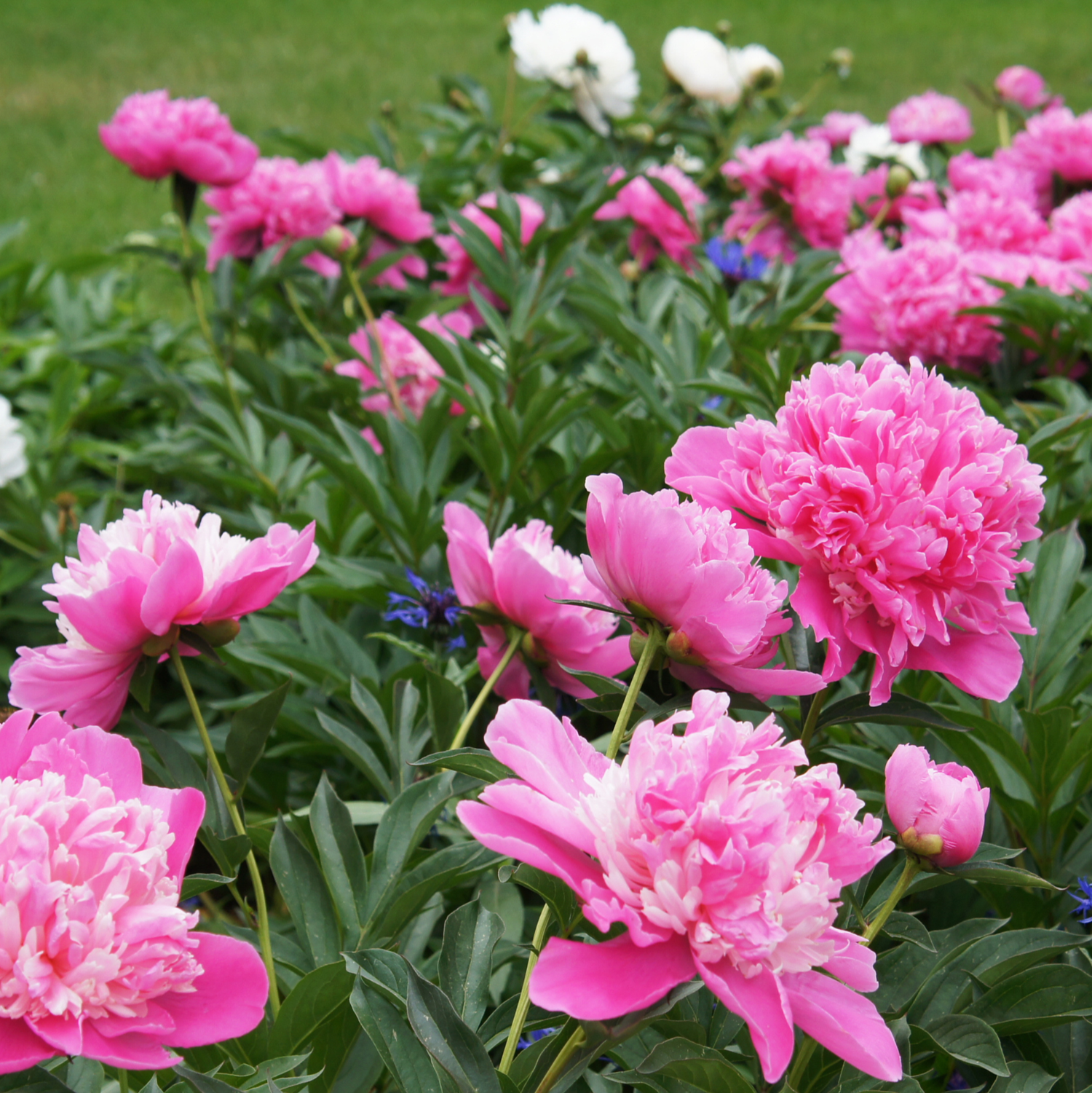 Paeonia Lactiflora - Edel-Pfingstrose, Chinesische Pfingstrose